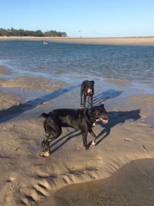 Little Hummingbird - Dogs at the beach